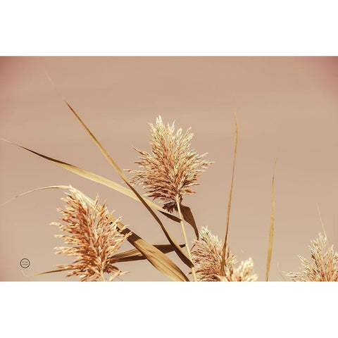 Noon Grasses III White Modern Wood Framed Art Print by Larson, Nathan