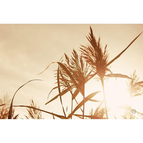 Noon Grasses IV White Modern Wood Framed Art Print by Larson, Nathan