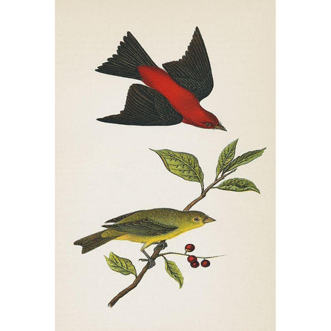 Scarlet Tanager Bright Gold Ornate Wood Framed Art Print with Double Matting by Wild Apple Portfolio