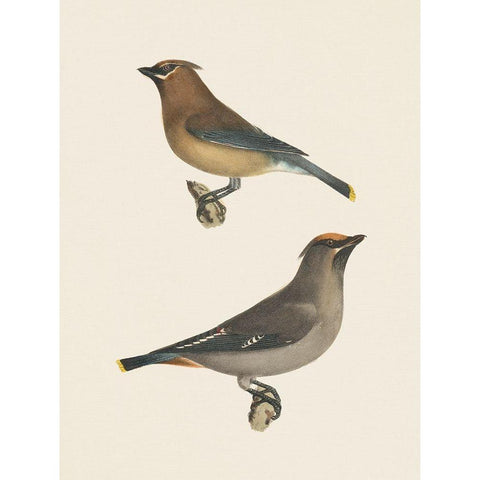 Cedar Waxwings Bright White Modern Wood Framed Art Print by Wild Apple Portfolio