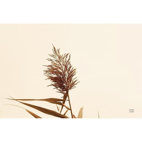 Summer Reeds I White Modern Wood Framed Art Print by Larson, Nathan