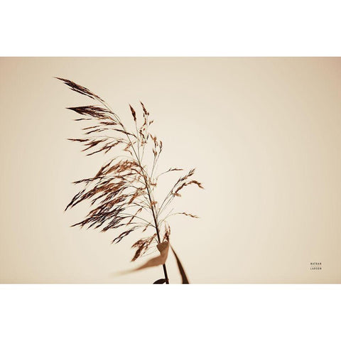 Summer Reeds III Black Modern Wood Framed Art Print with Double Matting by Larson, Nathan