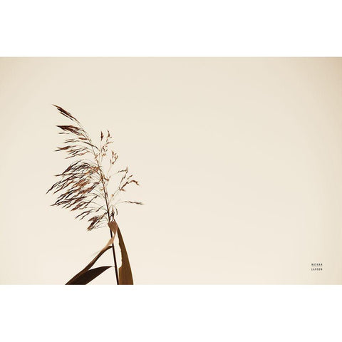 Summer Reeds IV White Modern Wood Framed Art Print by Larson, Nathan