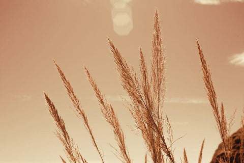 Lakeside Grasses VI White Modern Wood Framed Art Print with Double Matting by Larson, Nathan