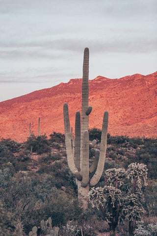 Sunsets and Saguaros I White Modern Wood Framed Art Print with Double Matting by Larson, Nathan