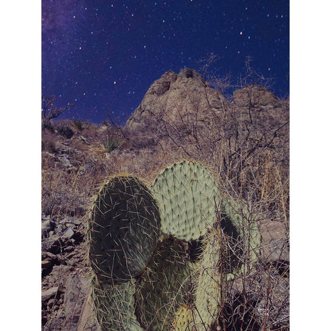 Prickly Stars Black Modern Wood Framed Art Print with Double Matting by Larson, Nathan