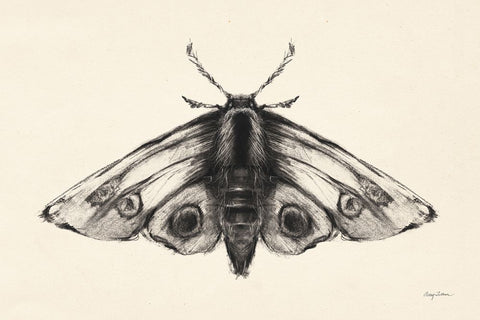 Moth II Black Modern Wood Framed Art Print by Tillmon, Avery