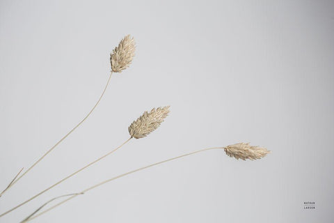 Grass Study Color White Modern Wood Framed Art Print with Double Matting by Larson, Nathan