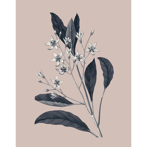 Botanical V on Pink Black Modern Wood Framed Art Print with Double Matting by Wild Apple Portfolio