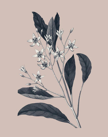 Botanical V on Pink Black Ornate Wood Framed Art Print with Double Matting by Wild Apple Portfolio