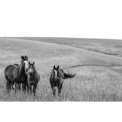 Montana Moves White Modern Wood Framed Art Print by Larson, Nathan