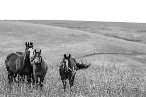 Montana Moves Black Ornate Wood Framed Art Print with Double Matting by Larson, Nathan