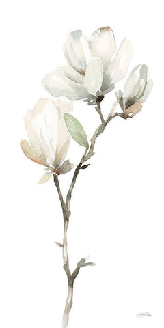 White Magnolia II White Modern Wood Framed Art Print with Double Matting by Pete, Katrina