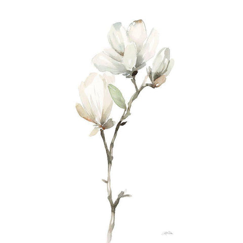 White Magnolia II White Modern Wood Framed Art Print by Pete, Katrina