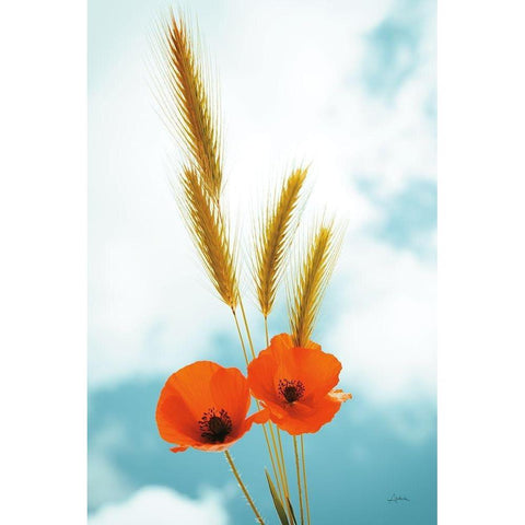 Wild Poppies White Modern Wood Framed Art Print by Aledanda