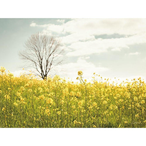 Yellow Meadow Black Modern Wood Framed Art Print with Double Matting by Aledanda