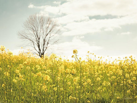 Yellow Meadow Black Ornate Wood Framed Art Print with Double Matting by Aledanda