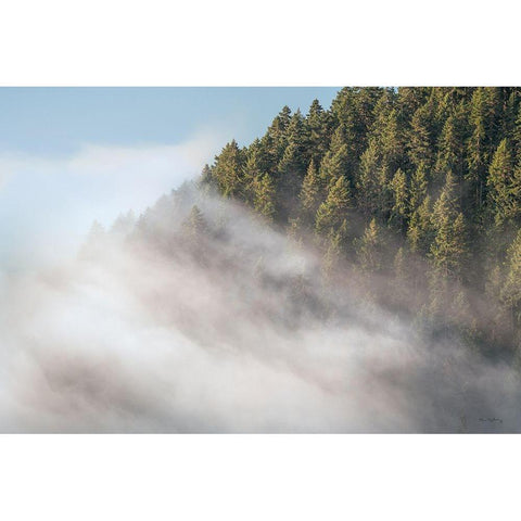 Fog and Forest I White Modern Wood Framed Art Print by Majchrowicz, Alan