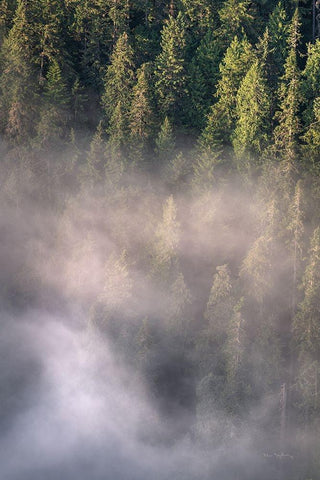 Fog and Forest II White Modern Wood Framed Art Print with Double Matting by Majchrowicz, Alan