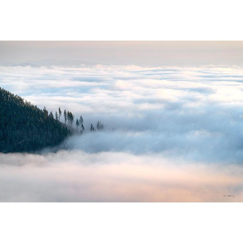 Fog and Forest III Gold Ornate Wood Framed Art Print with Double Matting by Majchrowicz, Alan