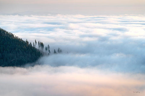Fog and Forest III White Modern Wood Framed Art Print with Double Matting by Majchrowicz, Alan