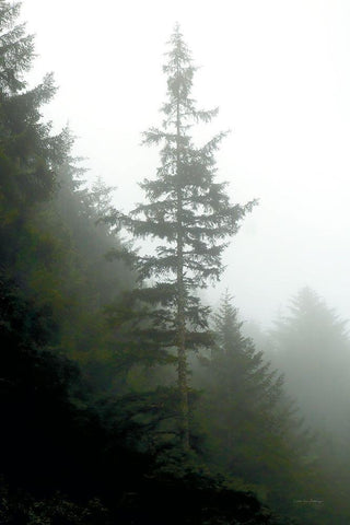 Majestic Pines I Black Ornate Wood Framed Art Print with Double Matting by Van Swearingen, Debra