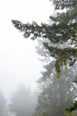 Majestic Pines II White Modern Wood Framed Art Print with Double Matting by Van Swearingen, Debra