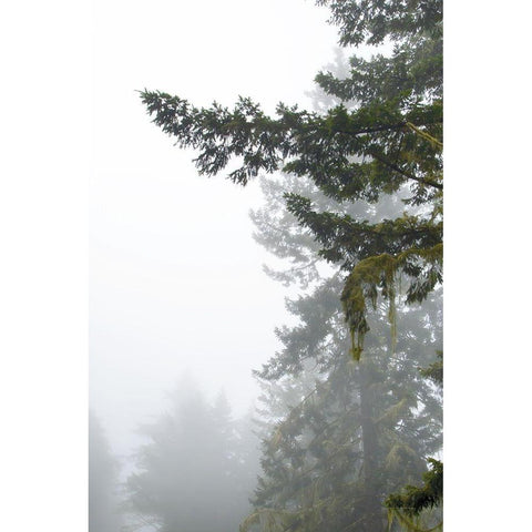 Majestic Pines II White Modern Wood Framed Art Print by Van Swearingen, Debra