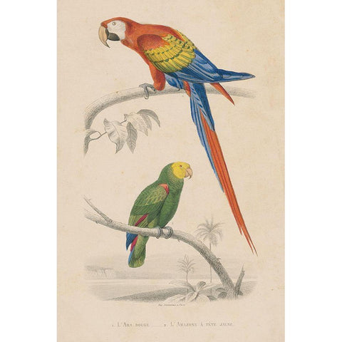 Parrot Study Gold Ornate Wood Framed Art Print with Double Matting by Wild Apple Portfolio