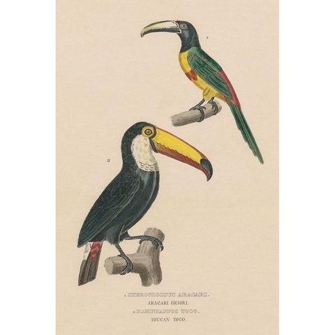 Toucan Study White Modern Wood Framed Art Print by Wild Apple Portfolio