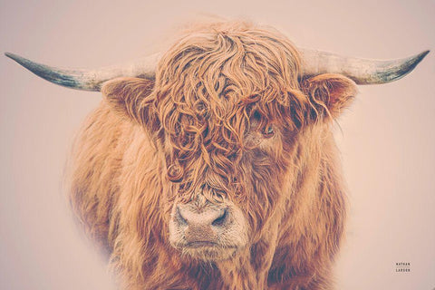 Highland in the Winter Fog White Modern Wood Framed Art Print with Double Matting by Larson, Nathan