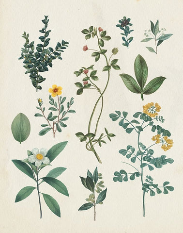 Victorian Garden V Light Black Ornate Wood Framed Art Print with Double Matting by Portfolio, Wild Apple