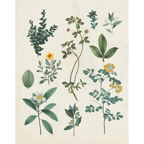 Victorian Garden V Light Gold Ornate Wood Framed Art Print with Double Matting by Portfolio, Wild Apple