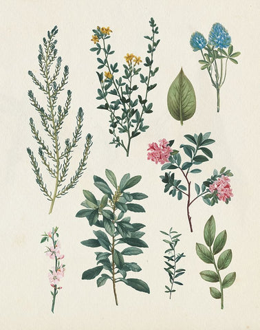 Victorian Garden VI Light Black Ornate Wood Framed Art Print with Double Matting by Portfolio, Wild Apple