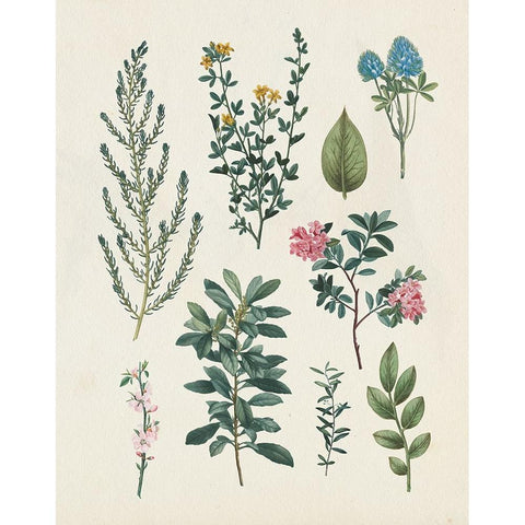 Victorian Garden VI Light White Modern Wood Framed Art Print by Portfolio, Wild Apple