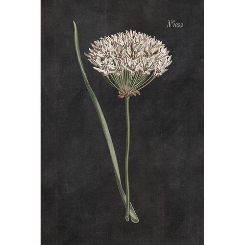 Allium I on Black Gold Ornate Wood Framed Art Print with Double Matting by Wild Apple Portfolio