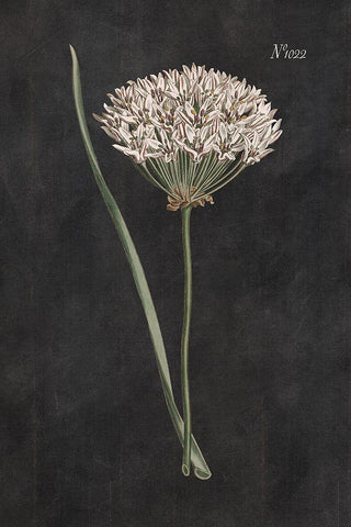 Allium I on Black Black Ornate Wood Framed Art Print with Double Matting by Wild Apple Portfolio