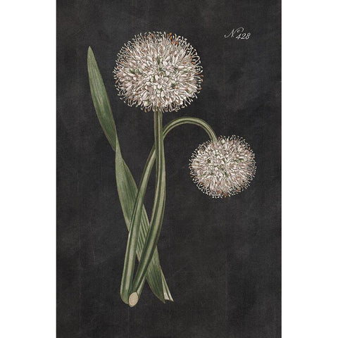 Allium II on Black Gold Ornate Wood Framed Art Print with Double Matting by Wild Apple Portfolio