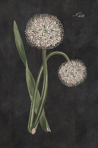 Allium II on Black Black Ornate Wood Framed Art Print with Double Matting by Wild Apple Portfolio