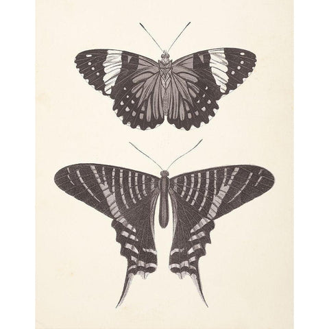 Papillons I Neutral Gold Ornate Wood Framed Art Print with Double Matting by Wild Apple Portfolio