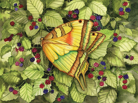 Bountiful Butterfly Black Ornate Wood Framed Art Print with Double Matting by McKenna, Kathleen Parr