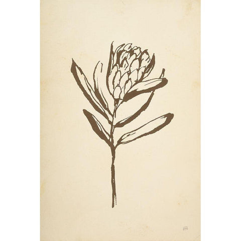 Vintage Line Protea I Black Modern Wood Framed Art Print with Double Matting by Paschke, Chris