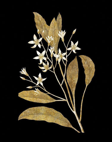 Gold Botanical V on Black Black Ornate Wood Framed Art Print with Double Matting by Wild Apple Portfolio