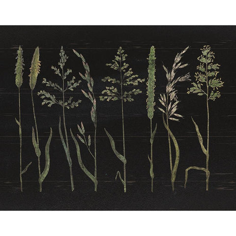 Herbal Botanical VII Black Wood No Words Black Modern Wood Framed Art Print with Double Matting by Wild Apple Portfolio