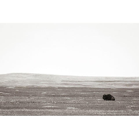 Badlands Guard Black Modern Wood Framed Art Print with Double Matting by Larson, Nathan