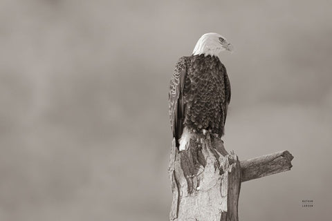 Eagle Perch White Modern Wood Framed Art Print with Double Matting by Larson, Nathan