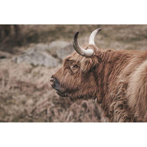 Highland Cow on Watch Faded Gold Ornate Wood Framed Art Print with Double Matting by Larson, Nathan