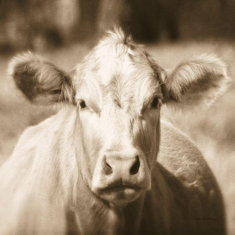 Pasture Cow Sepia Sq Black Modern Wood Framed Art Print with Double Matting by Van Swearingen, Debra