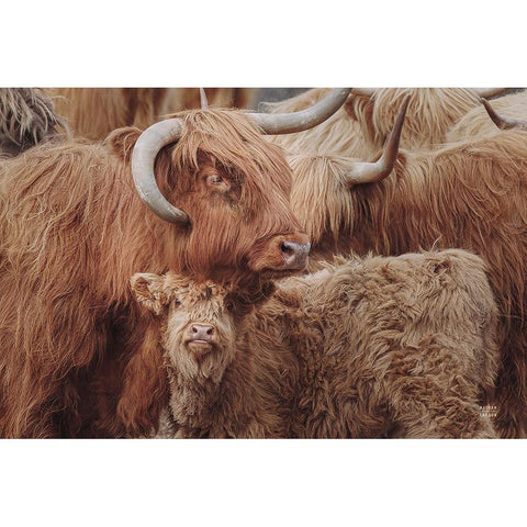 Highland Cow Under Cover White Modern Wood Framed Art Print by Larson, Nathan