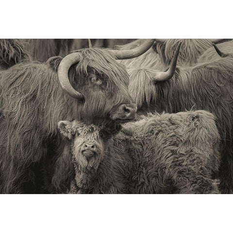 Highland Cow Under Cover Neutral Black Modern Wood Framed Art Print with Double Matting by Larson, Nathan